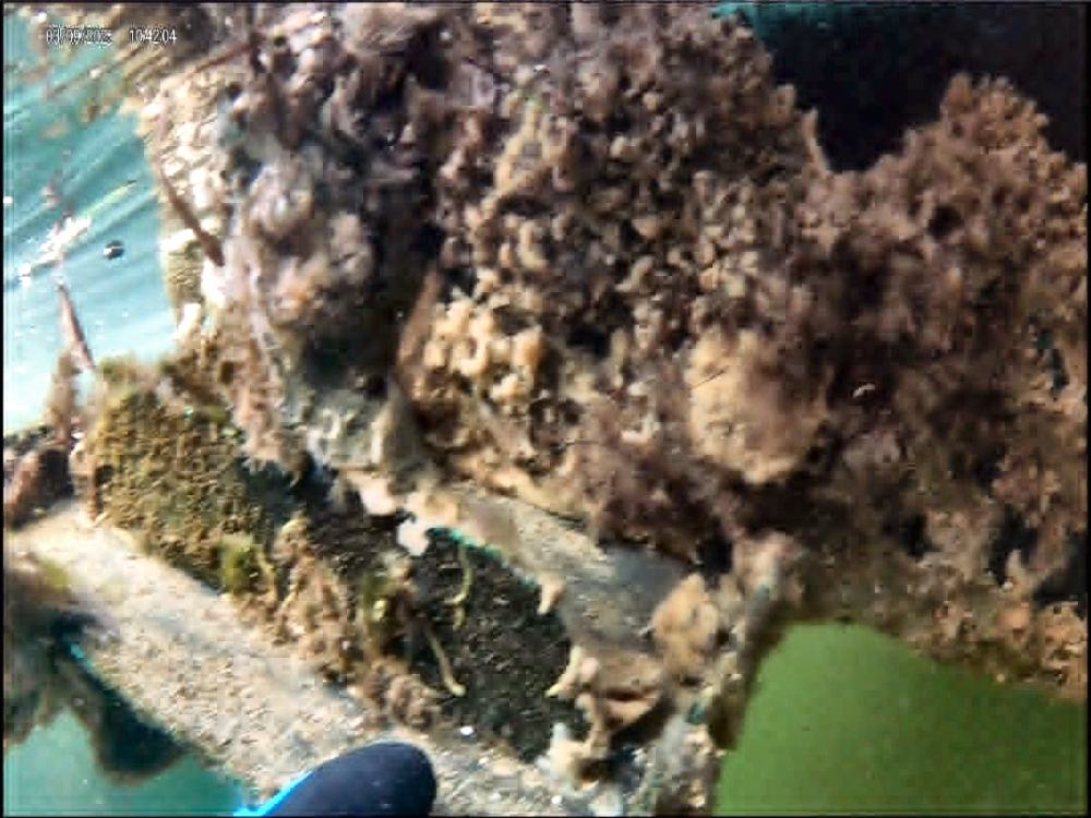 A boat hull covered in barnacle and marine growth before cleaning